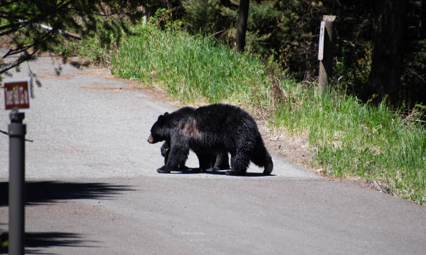 istock An American black bear approaching the road in Yellowstone National Park. 2156970310
