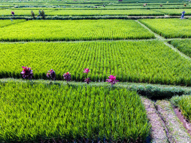 istock Rice fields in Payangan district, Bali, Indonesia 2156970732