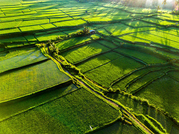 istock Rice fields in Payangan district, Bali, Indonesia 2156970779