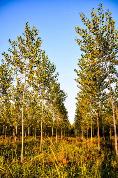 istock A field of trees with a clear blue sky in the background 2156971509