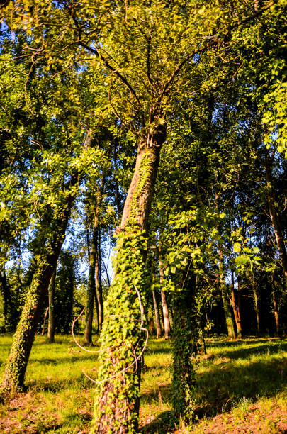 A tree with green leaves and vines growing on it. The tree is tall and has a lot of leaves