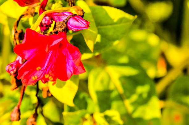 A red flower with yellow leaves