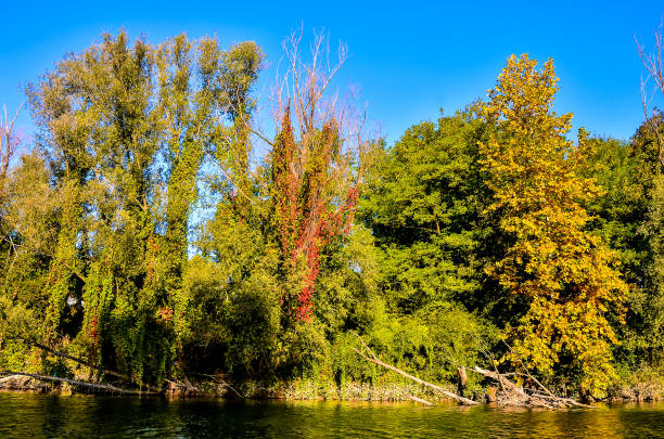 A forest with trees in various stages of fall. The trees are green and brown, and the sky is blue
