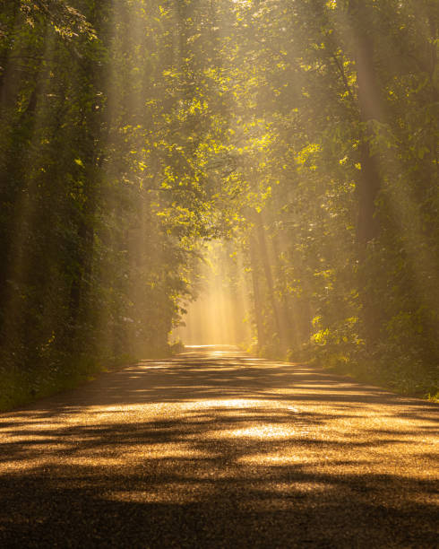 The ingredients for beautiful sunbeams, making even a simple road look like a fairy tale photo. Doesn't it make you feel like spontaneously cycling through the sunbeams to the end of the road? Glance at it now and then, and daydream, lost in thought.