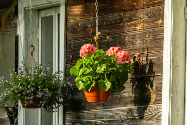 istock Hanging Flower Pots on Rustic Wooden Wall 2156974741