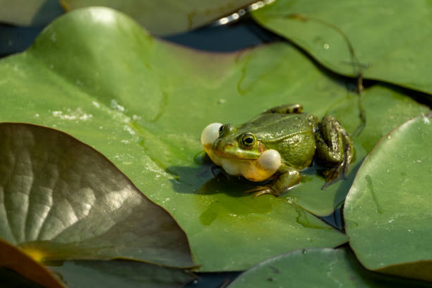 istock Frog on Lily Pad with Inflated Vocal Sacs 2156975023