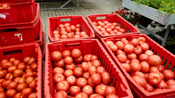 istock Freshly Harvested Tomatoes in Red Crates 2156975084