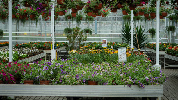 istock Greenhouse Nursery with Various Flowering Plants 2156975097