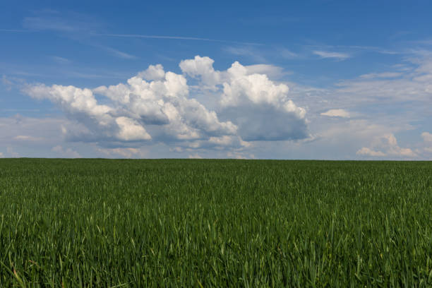 A line of green corn above which is a blue sky with white clouds.