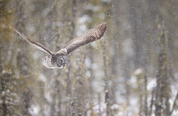 istock A great gray owl flying in winter 2156978801