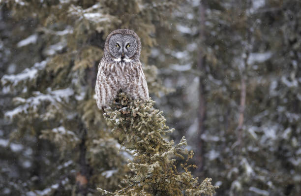 istock a great gray owl sitting atop a tree 2156978822
