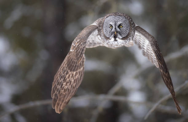 istock A great gray owl in flight 2156978926