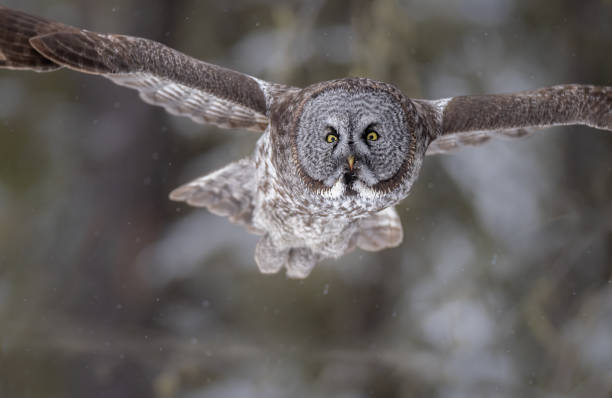 istock Close up of a great gray owl in flight 2156978943