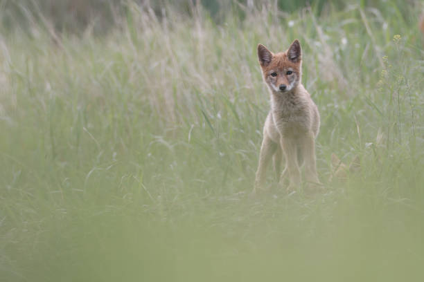 A coyote pup looks out from by its den