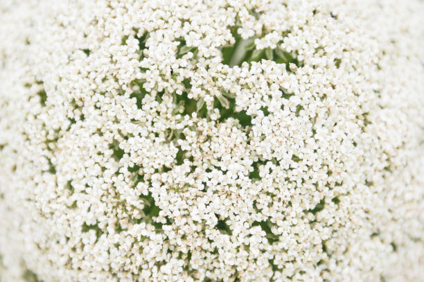 Ammi majus flower close-up
