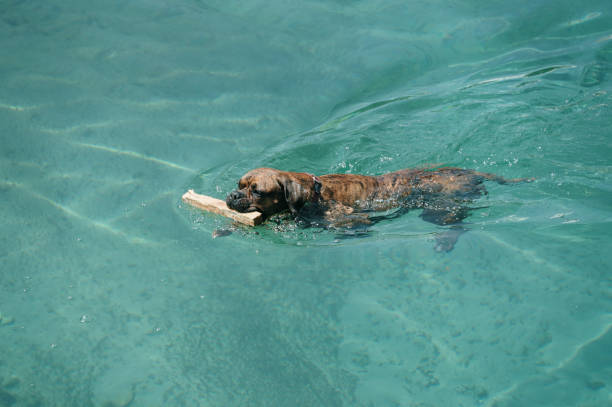 A dog swimming in the sea with a wooden stick on its mouth