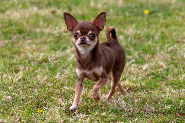 istock Chihuahua dog running on grass 2156980512