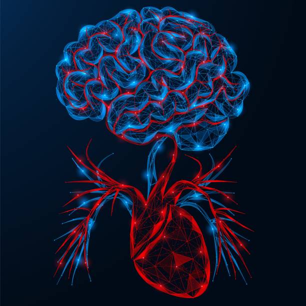 istock Human heart is connected by blood vessels to the brain. 2156981755