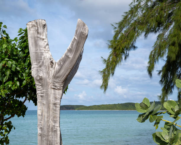 A long ago dead tree turned white from the salty ocean breeze with turqouise water in the background.