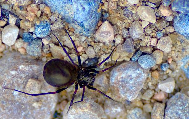 istock Arachnid from the black widow family (latrodectus) 2156984265
