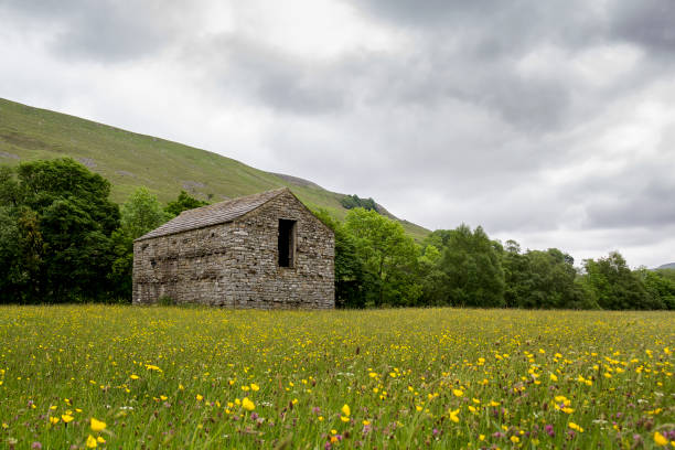 istock Wildflower Meadow Muker 2156984471
