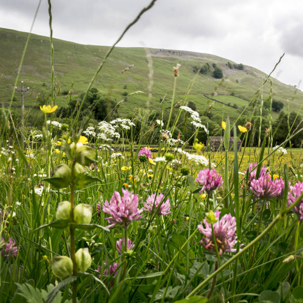 istock Wildflower Meadow Muker 2156984733