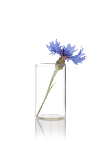 Blue Flower in a Clear Glass Vase
