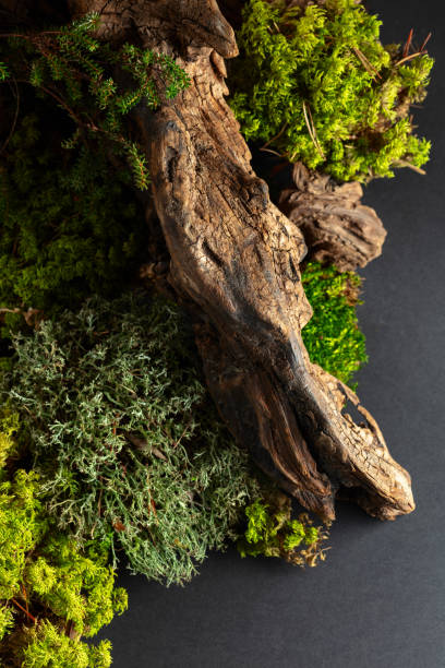 istock Abstract north nature scene with a composition of lichen, moss, and old snags. 2156984914