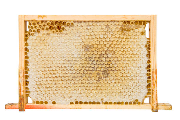 istock honeycomb in wooden frame isolated on white 2156986220