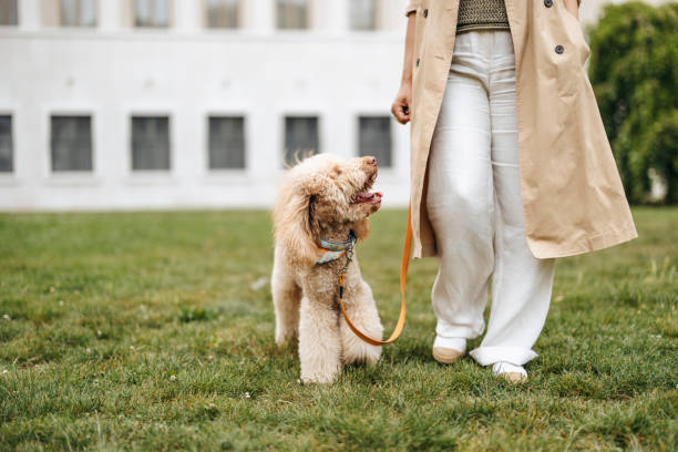 istock Walking time in the park for red poodle and her owner 2156986241
