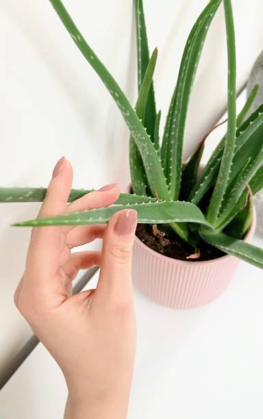 istock A hand gently holding an aloe plant leaf 2156989361