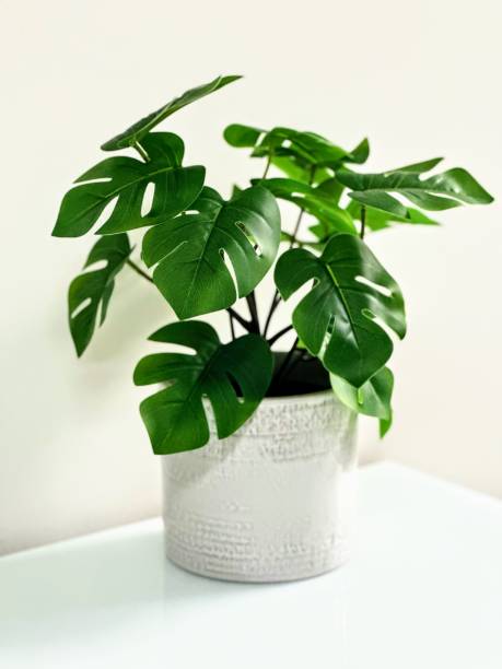 istock A small plant in a white pot 2156990824