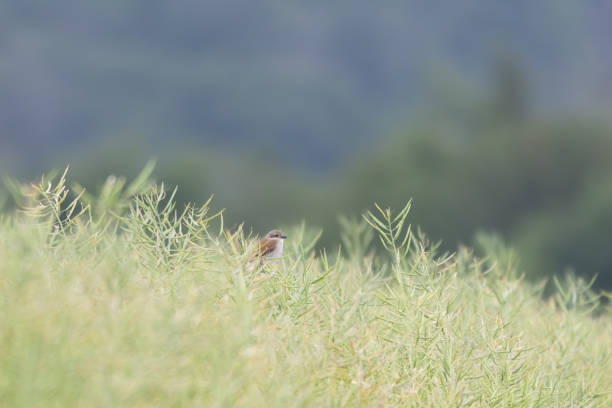 Songbird, ninth-slatter on a branch, Lanius collurio