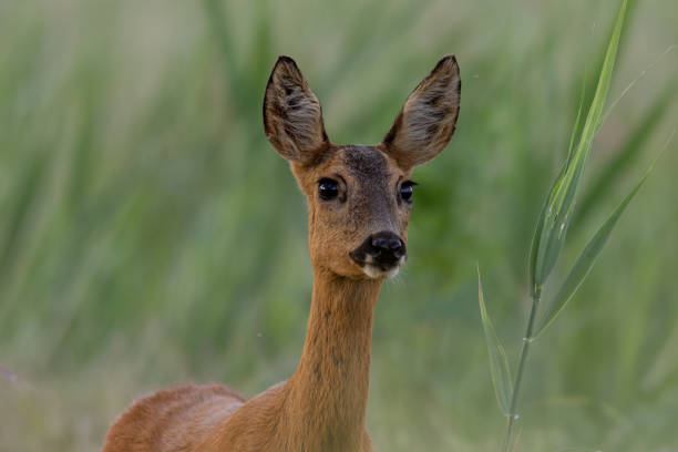 Portrait of a young female deer