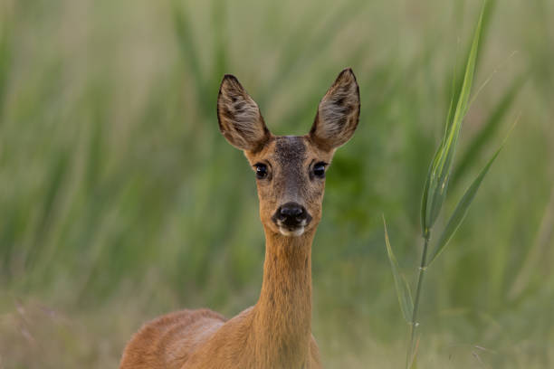 istock Portrait of a young female deer 2156991384