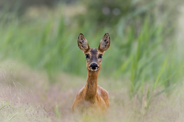 istock Portrait of a young female deer 2156991401