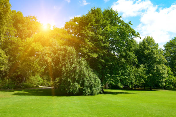 istock Sunrise in picturesque park with green grass and trees. 2156991806