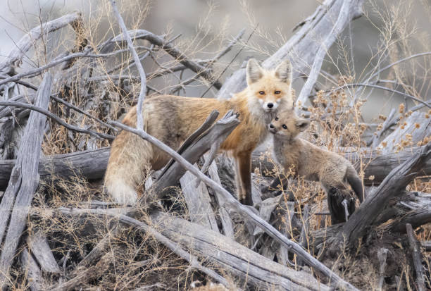 istock A fox kit and its parent on a log pile 2156992438