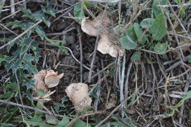 istock Mushrooms growing in the grass 2156992553