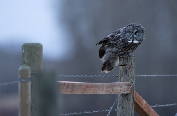istock A great gray owl readies for take off 2156992581