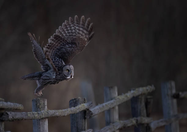 A great gray owl takes off from a fence