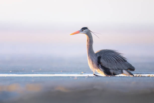 istock A great blue heron in a partially frozen lake at sunset 2156992833