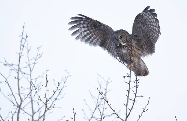 istock A great gray owl landing atop a small tree 2156993079