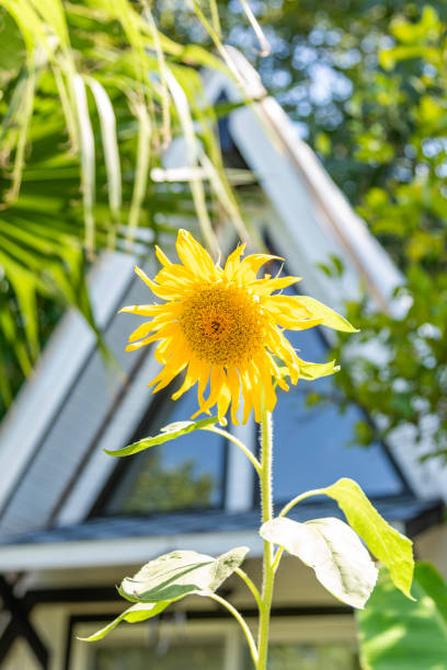 Close up of blooming sunflower with setting tree house on background