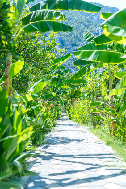 Pathway in tropical tree through a camping area in Antalya City