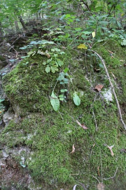 A mossy log in the woods