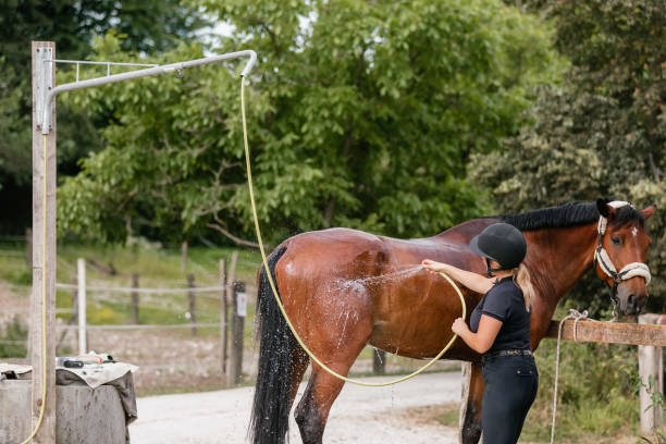 istock Young woman washing her horse 2156994722