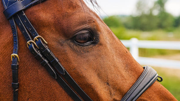 istock Horse head with halter and eye with eyelashes, close up 2156995264