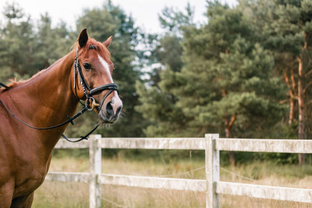 Spring on a horse farm in the Thuringian Forest
