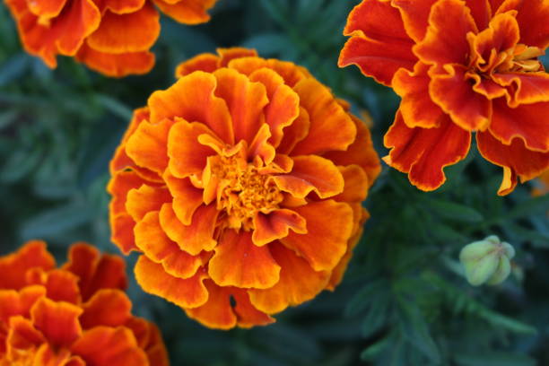 istock A close up of a flower 2156996098